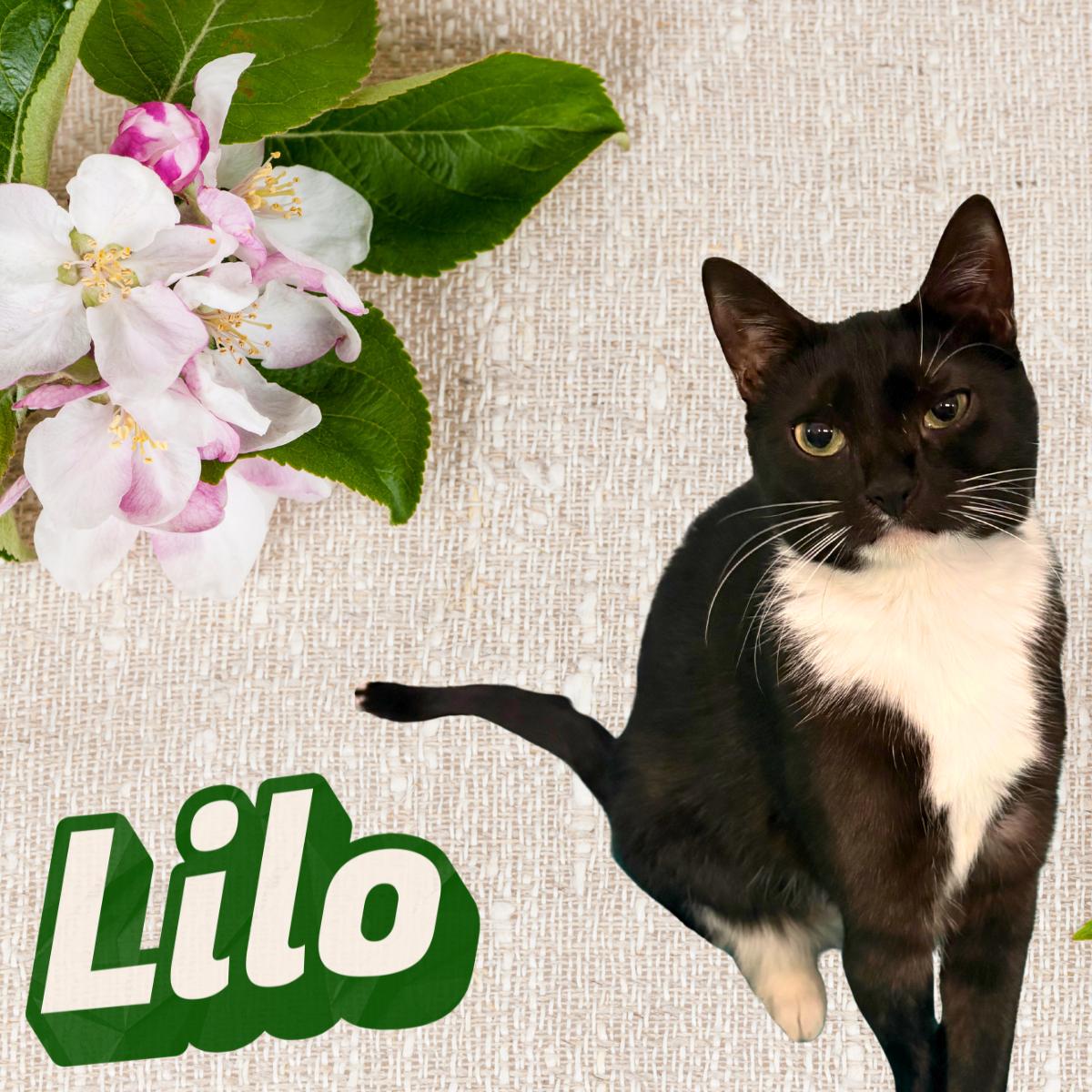 Enlarge Lilo, an adopted Domestic Short Hair in South Padre Island, TX image 1/1