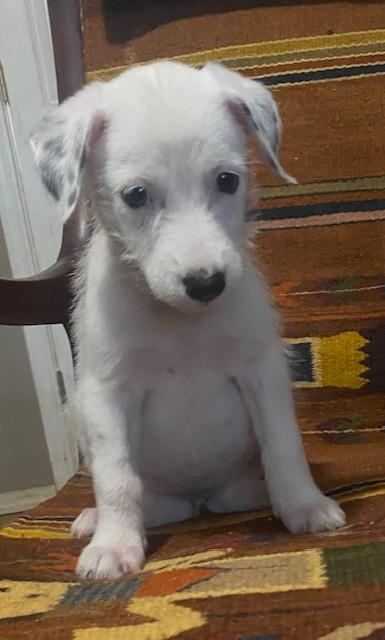 Enlarge Lucy, a ADOPTABLE mixed breed in Oklahoma City, OK image 2/2