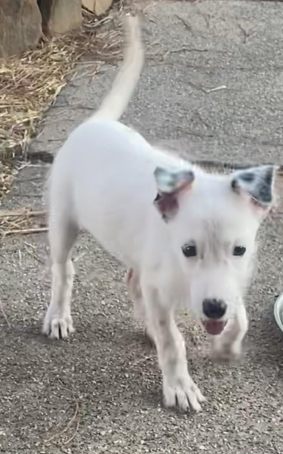 Lucy, ADOPTABLE, Young Female Toy Fox Terrier & Sealyham Terrier.