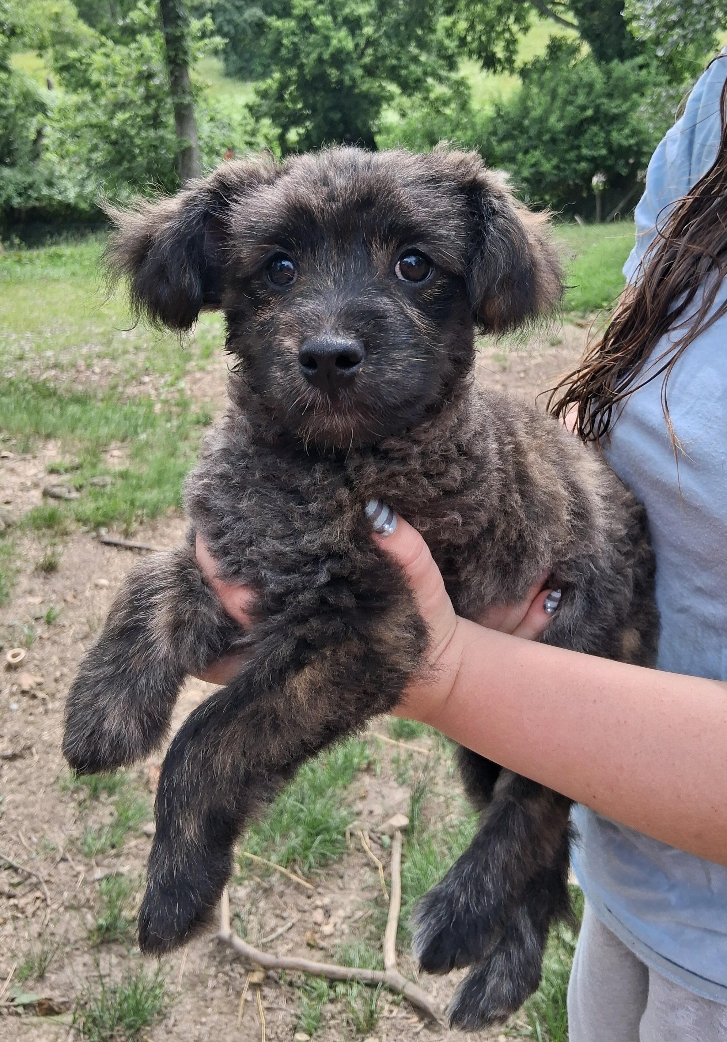 Buddy, ADOPTABLE, Puppy Male Poodle (Toy) & Pomeranian.