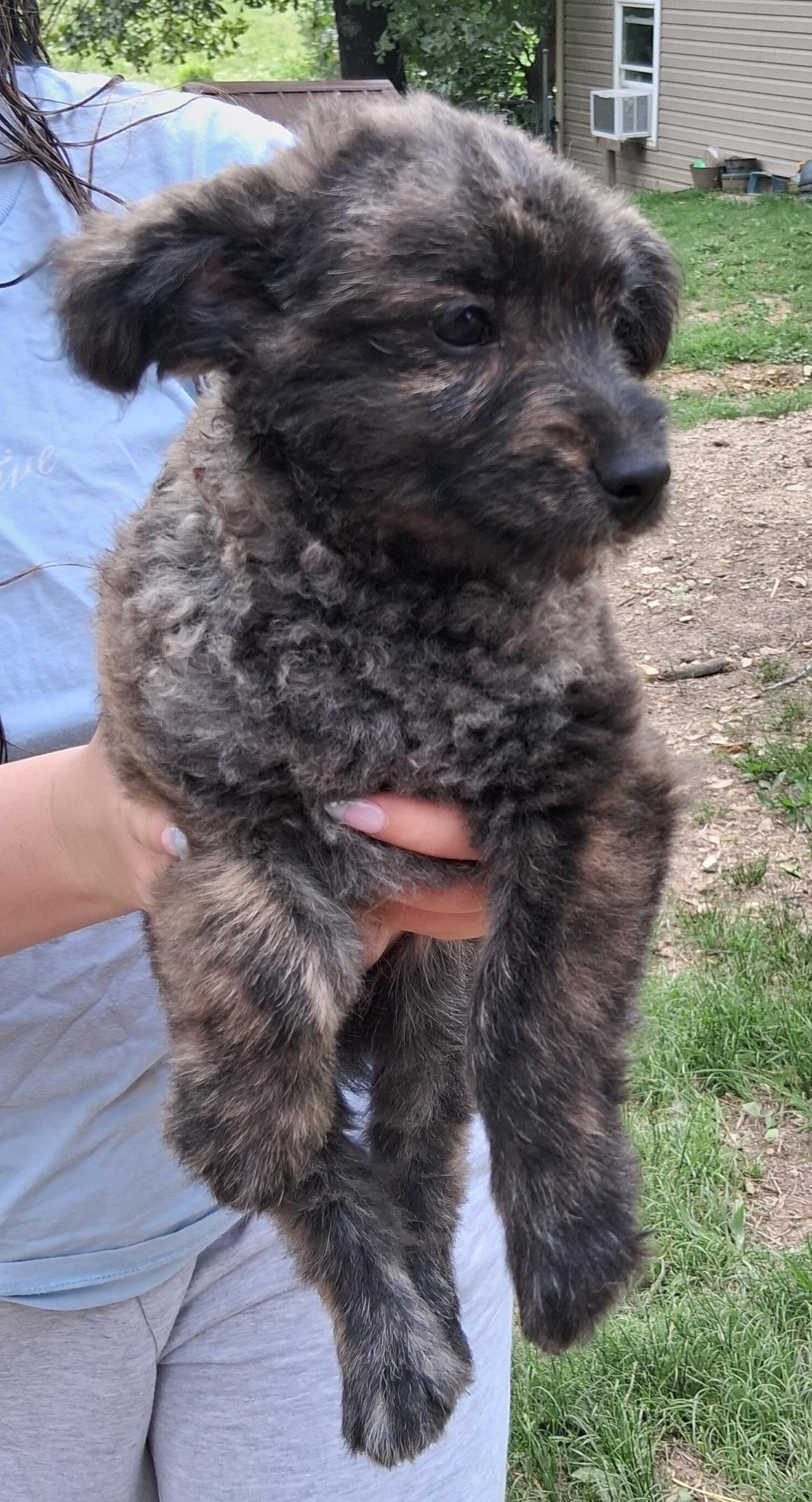 Enlarge Buddy, a ADOPTABLE mixed breed in Staatsburg, NY image 2/2