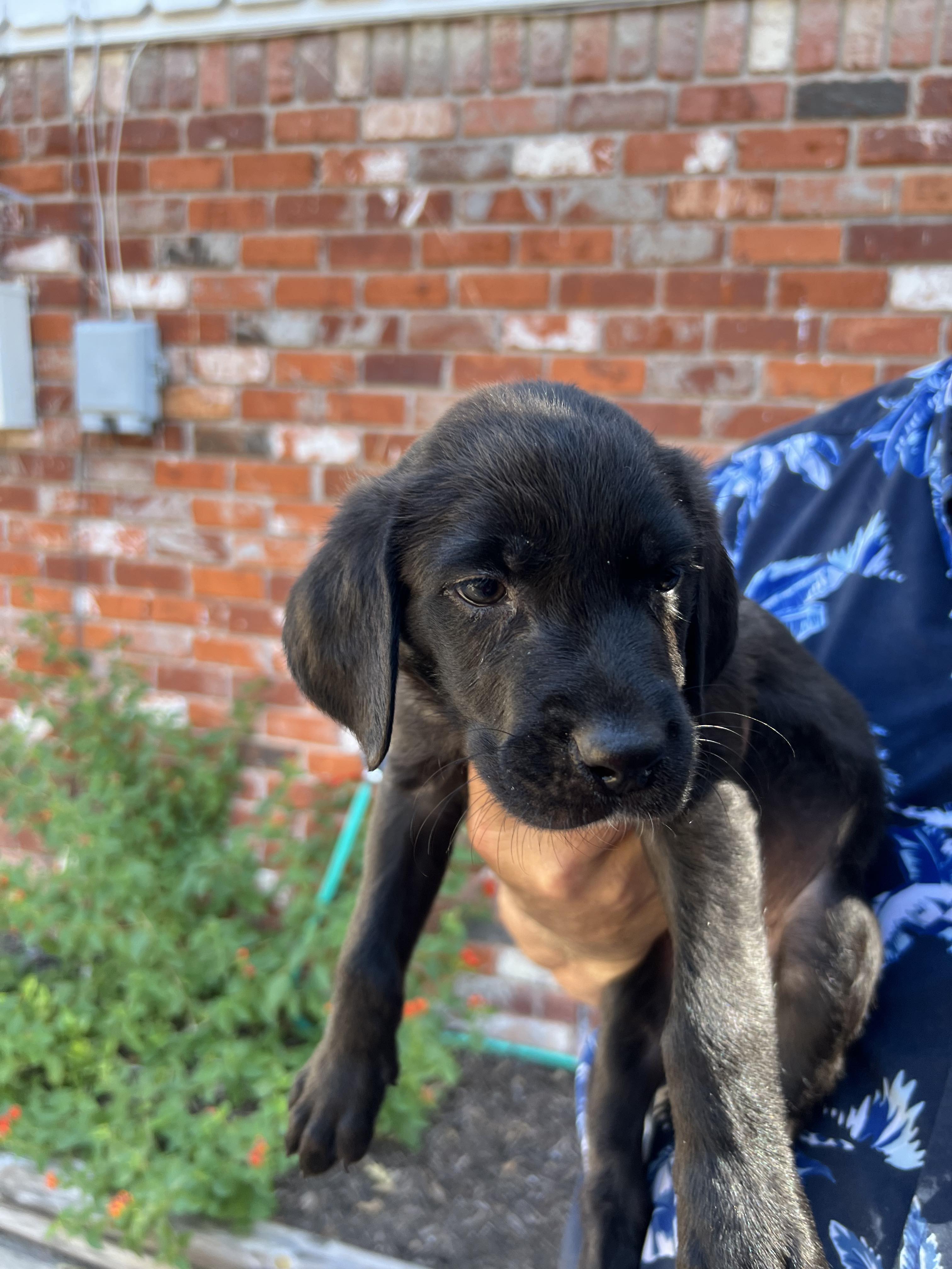 Dog for adoption Iron Man, a Blue Lacy & Labrador Retriever Mix in