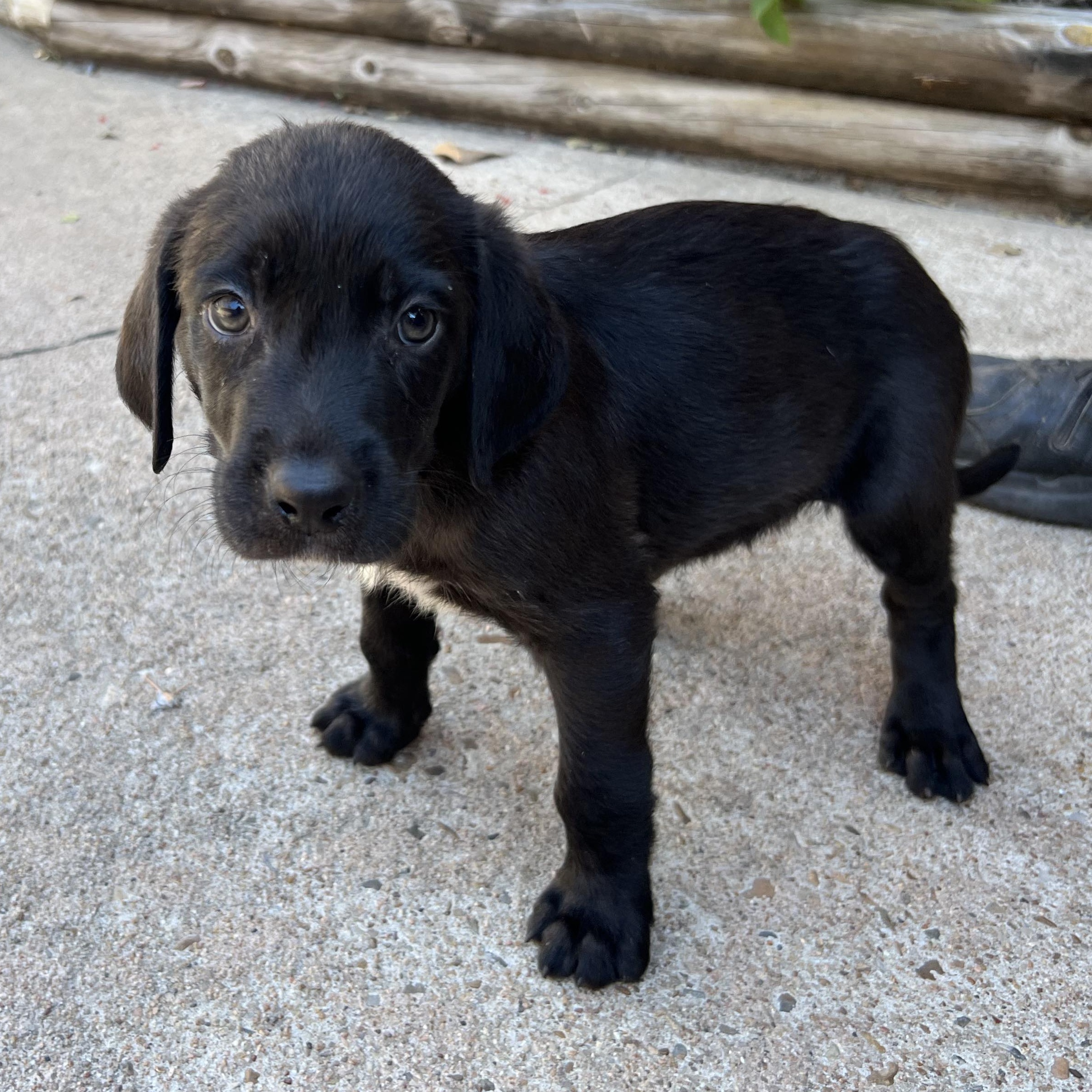 Dog for adoption Iron Man, a Blue Lacy & Labrador Retriever Mix in