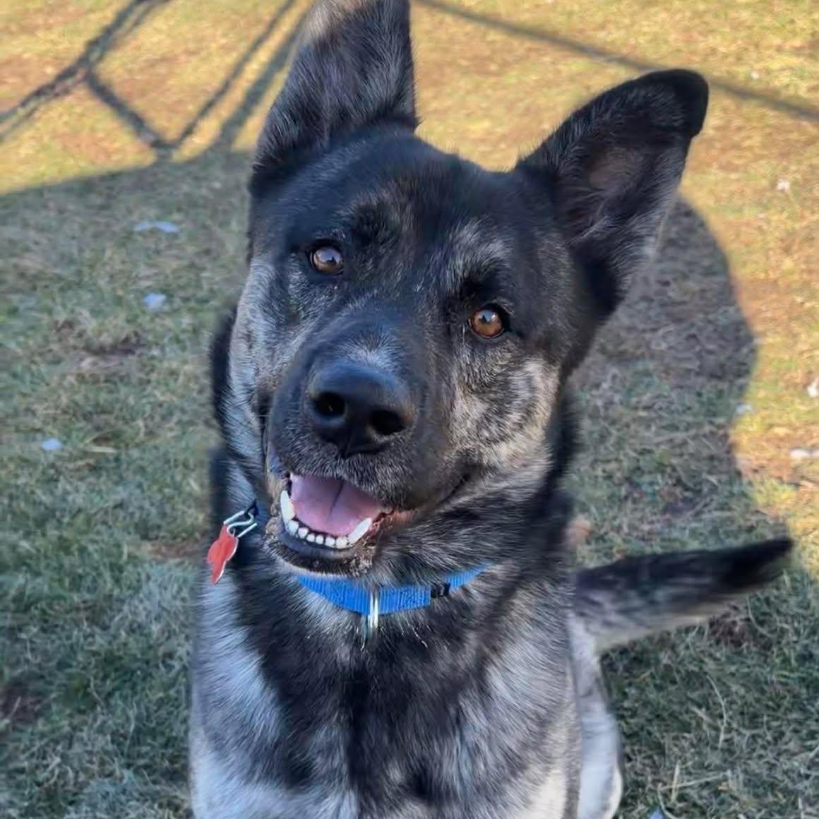 Chamber, ADOPTABLE, Adult Male Shepherd.
