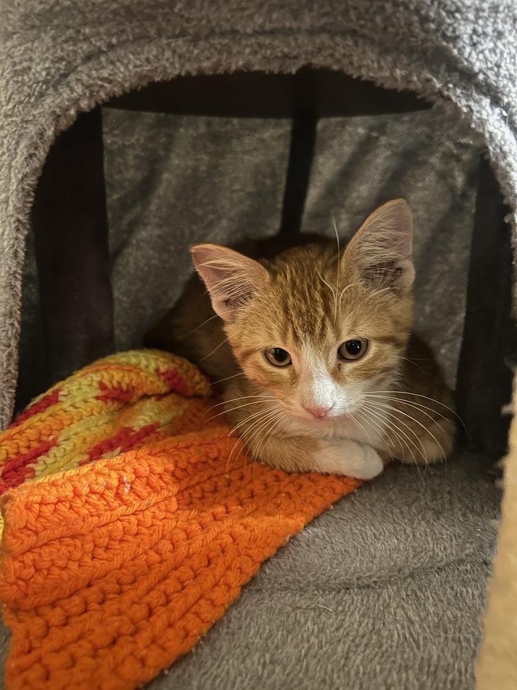 Slade, Adoptable, Kitten Male Domestic Short Hair.