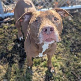 Bori, a Adoptable Pit Bull Terrier in Memphis, TN image 1/6