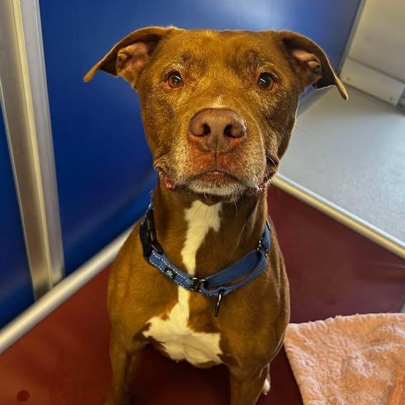 Bori, a Adoptable Pit Bull Terrier in Memphis, TN image 2/6