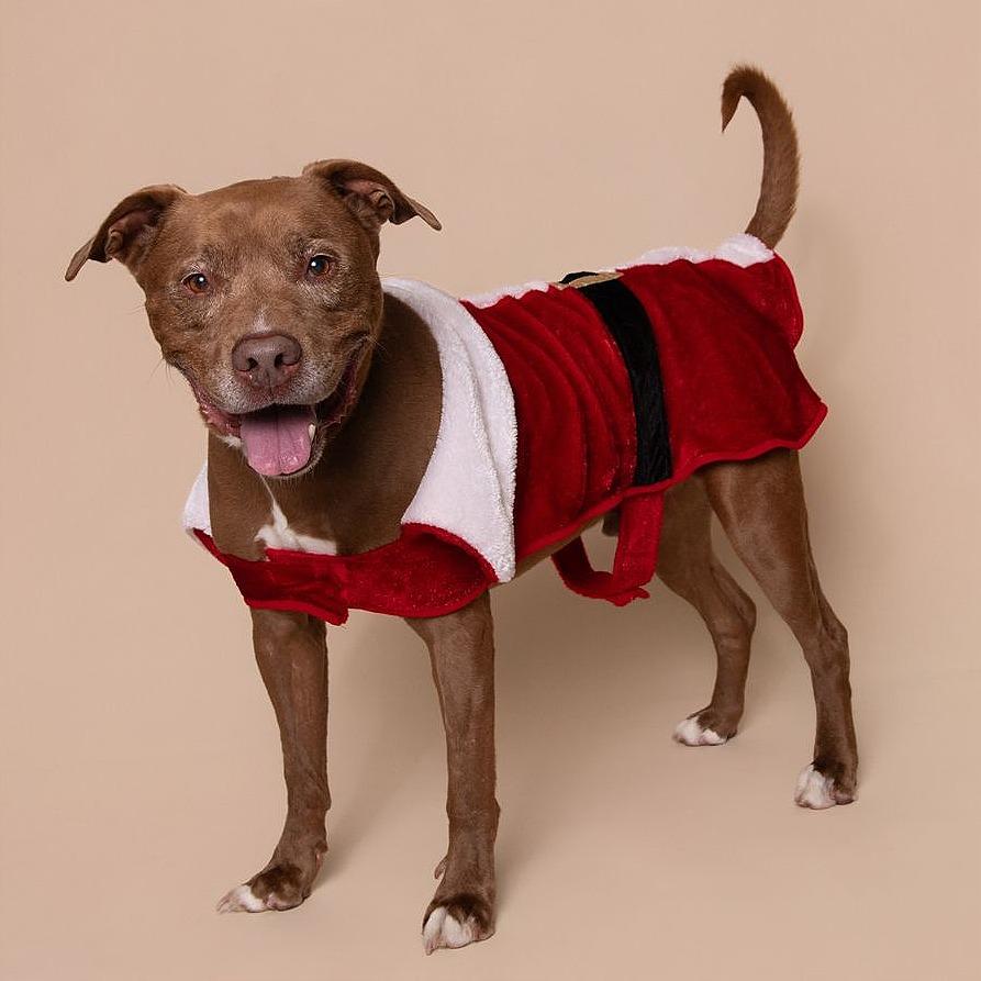 Bori, a Adoptable Pit Bull Terrier in Memphis, TN image 3/6
