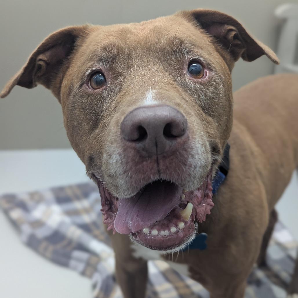 Bori, a Adoptable Pit Bull Terrier in Memphis, TN image 5/6