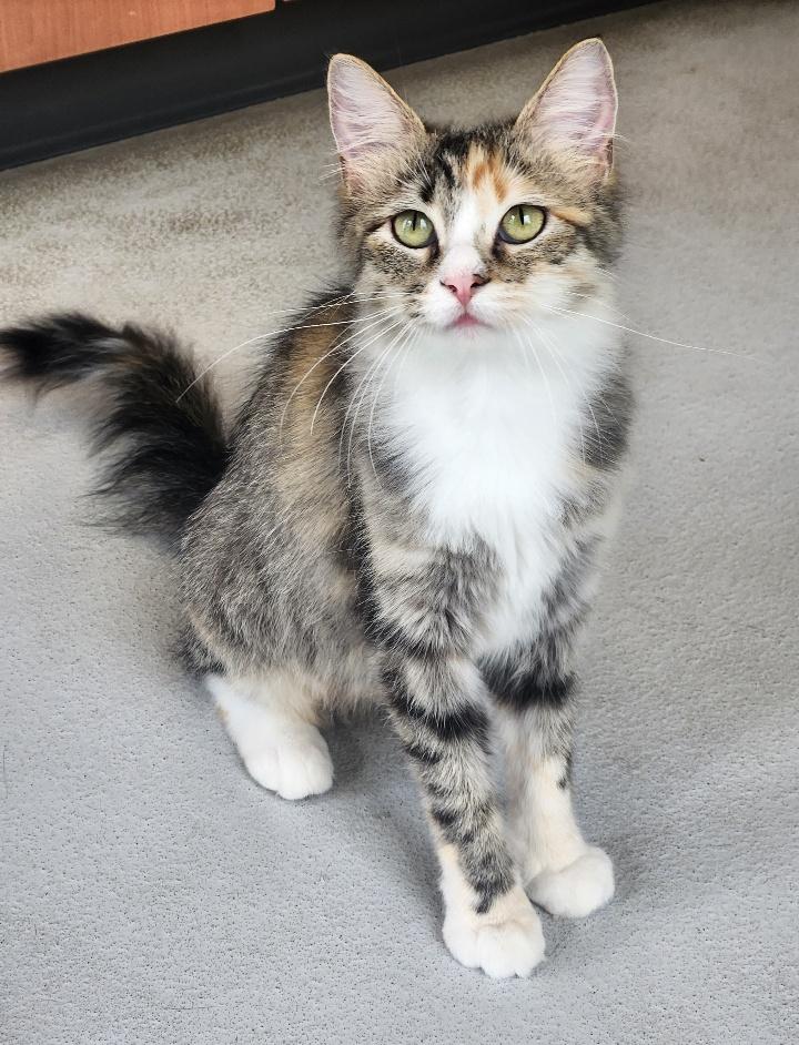Enlarge Cashmere, a Adoptable Domestic Long Hair in Mason City, IA image 1/2
