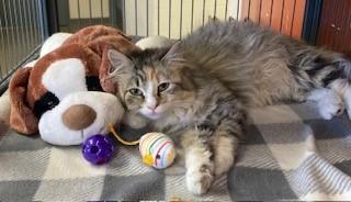 Enlarge Cashmere, a Adoptable Domestic Long Hair in Mason City, IA image 2/2