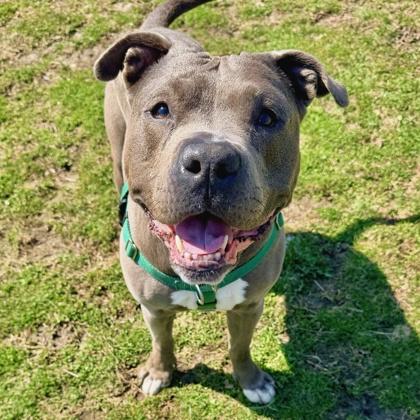 Cole, Adoptable, Adult Male American Staffordshire Terrier.