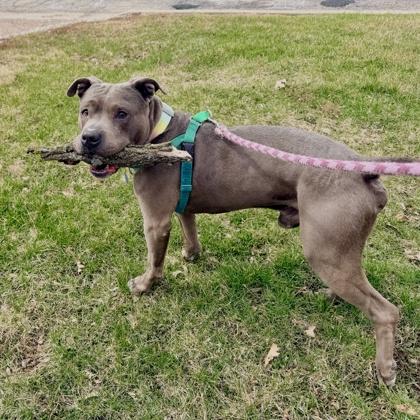 Enlarge Cole, a Adoptable American Staffordshire Terrier in Wheaton, IL image 2/6