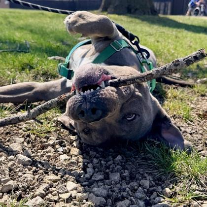 Enlarge Cole, a Adoptable American Staffordshire Terrier in Wheaton, IL image 4/6