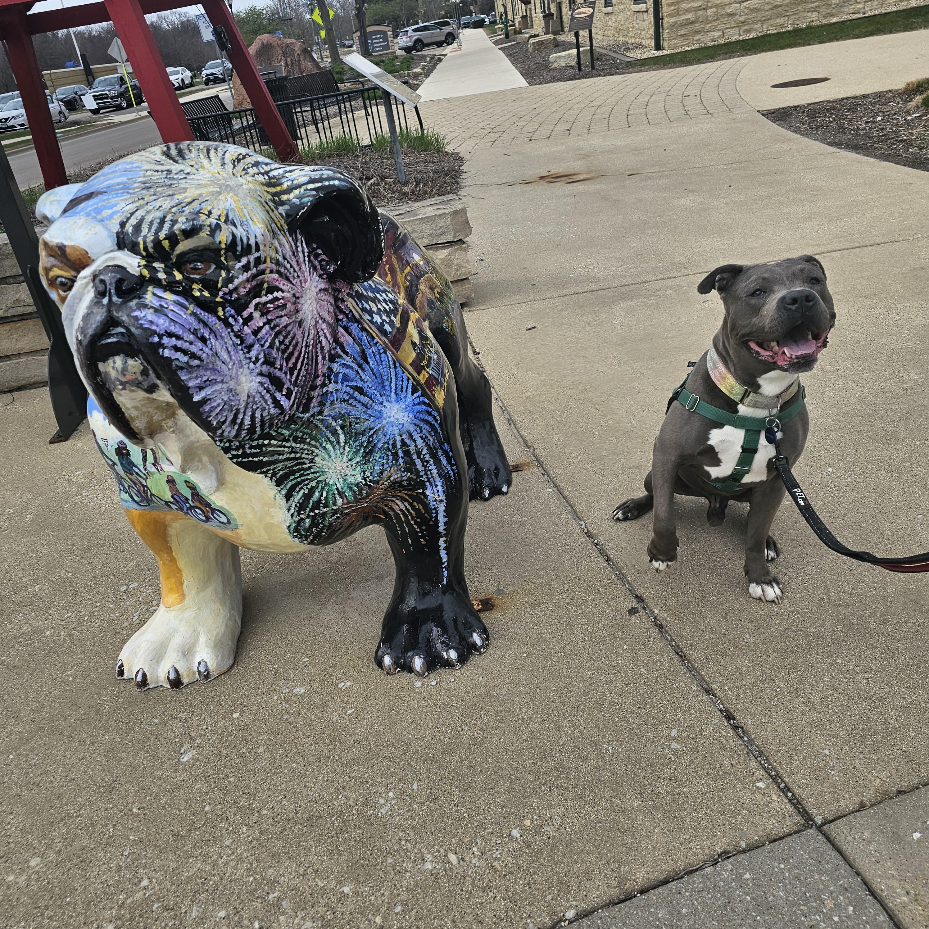 Enlarge Cole, a Adoptable American Staffordshire Terrier in Wheaton, IL image 5/6