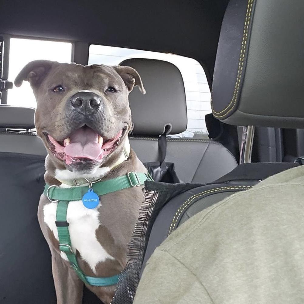 Enlarge Cole, a Adoptable American Staffordshire Terrier in Wheaton, IL image 6/6