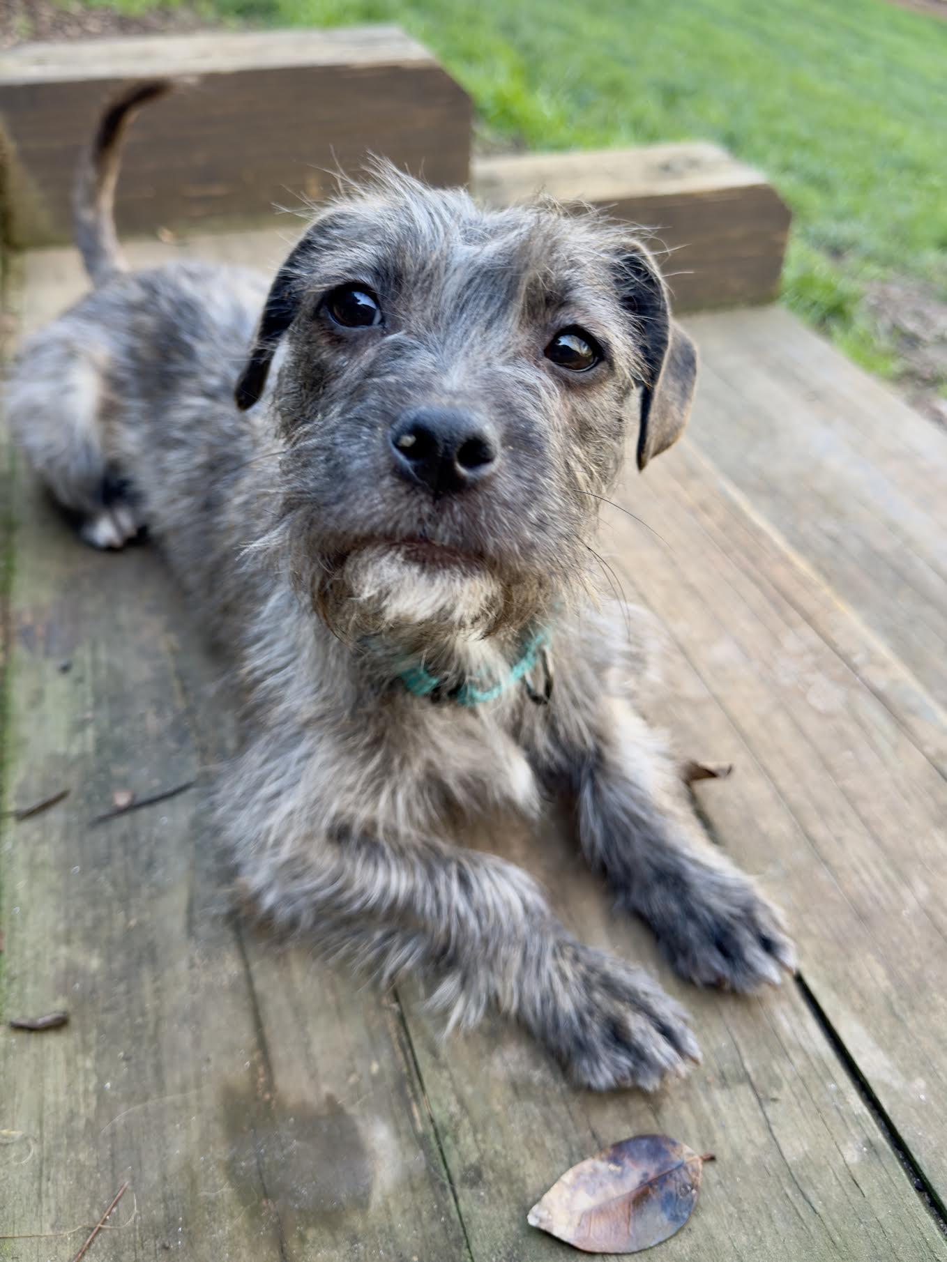 Fruitloop, a ADOPTABLE mixed breed in Cumming, GA image 6/6