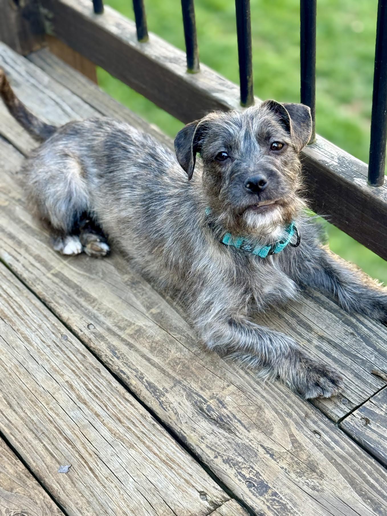 Fruitloop, a ADOPTABLE mixed breed in Cumming, GA image 3/6