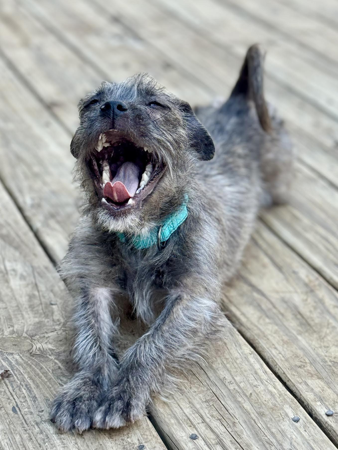 Fruitloop, a ADOPTABLE mixed breed in Cumming, GA image 4/6