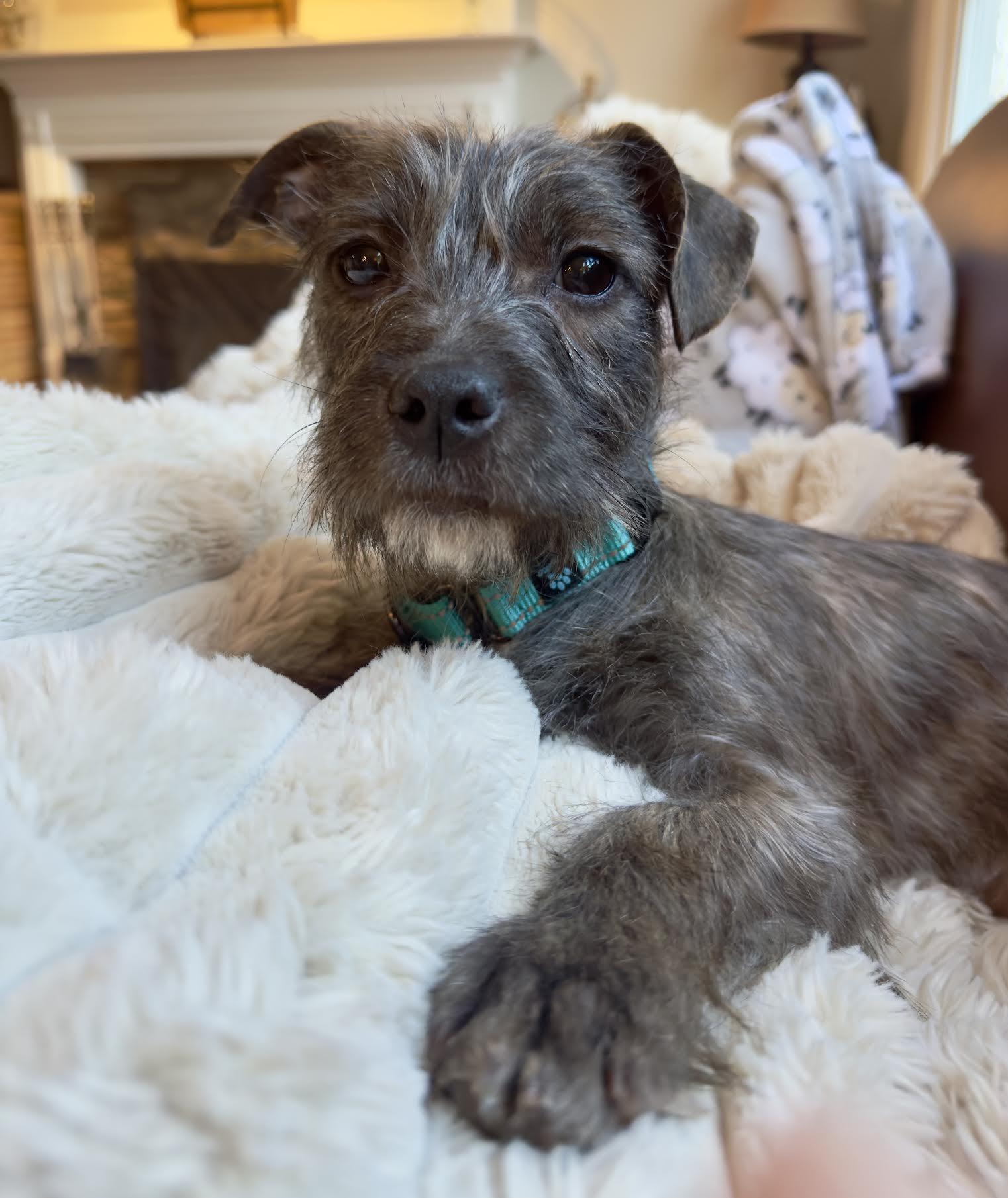 Fruitloop, a ADOPTABLE mixed breed in Cumming, GA image 2/6