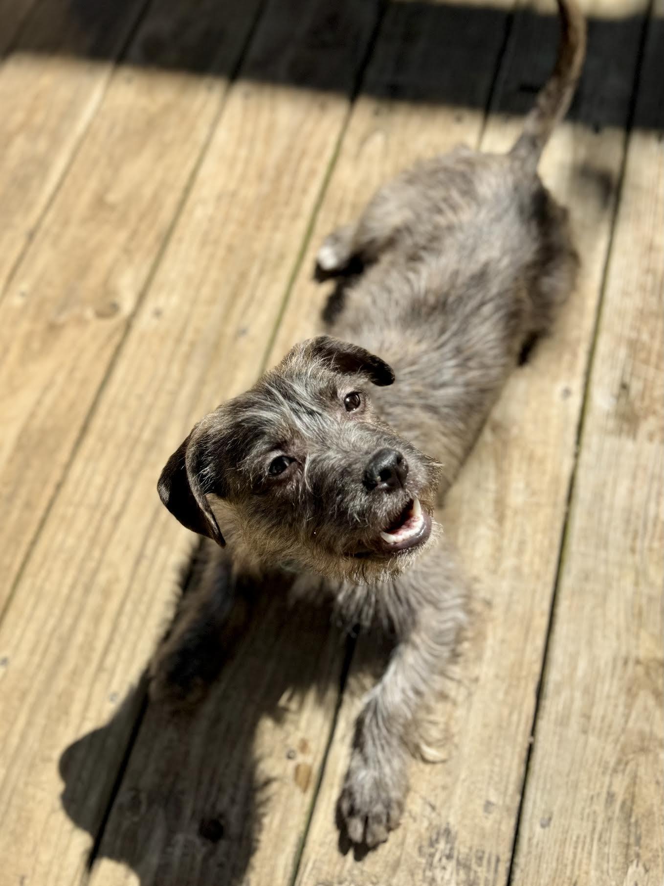 Fruitloop, a ADOPTABLE mixed breed in Cumming, GA image 5/6