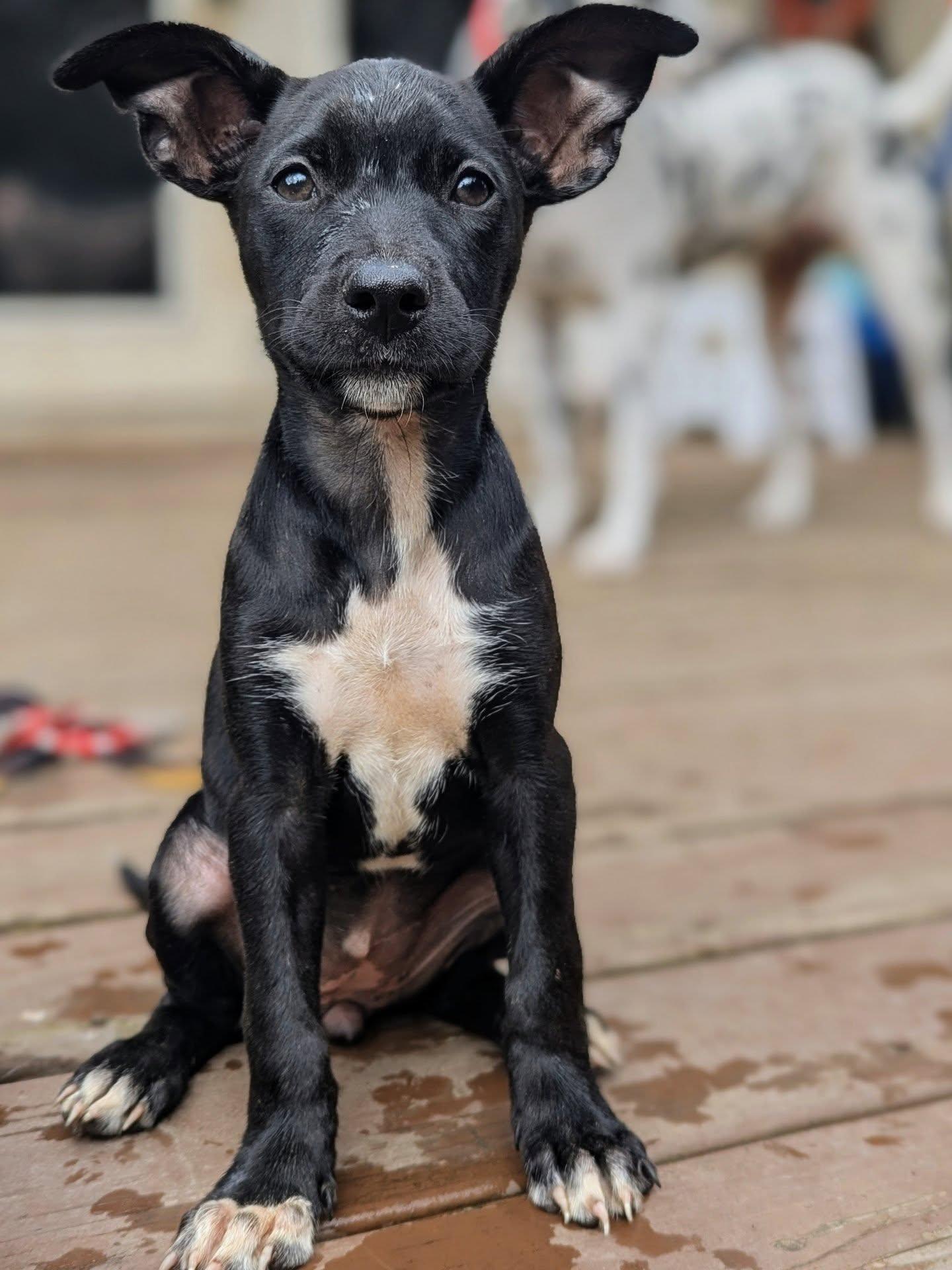 Nebula, an adopted mixed breed in Portland, OR image 2/4