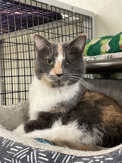 Anita-SPONSORED ADOPTION-FREE WITH APPROVED APPLICATION, ADOPTABLE, Adult Female Domestic Short Hair.