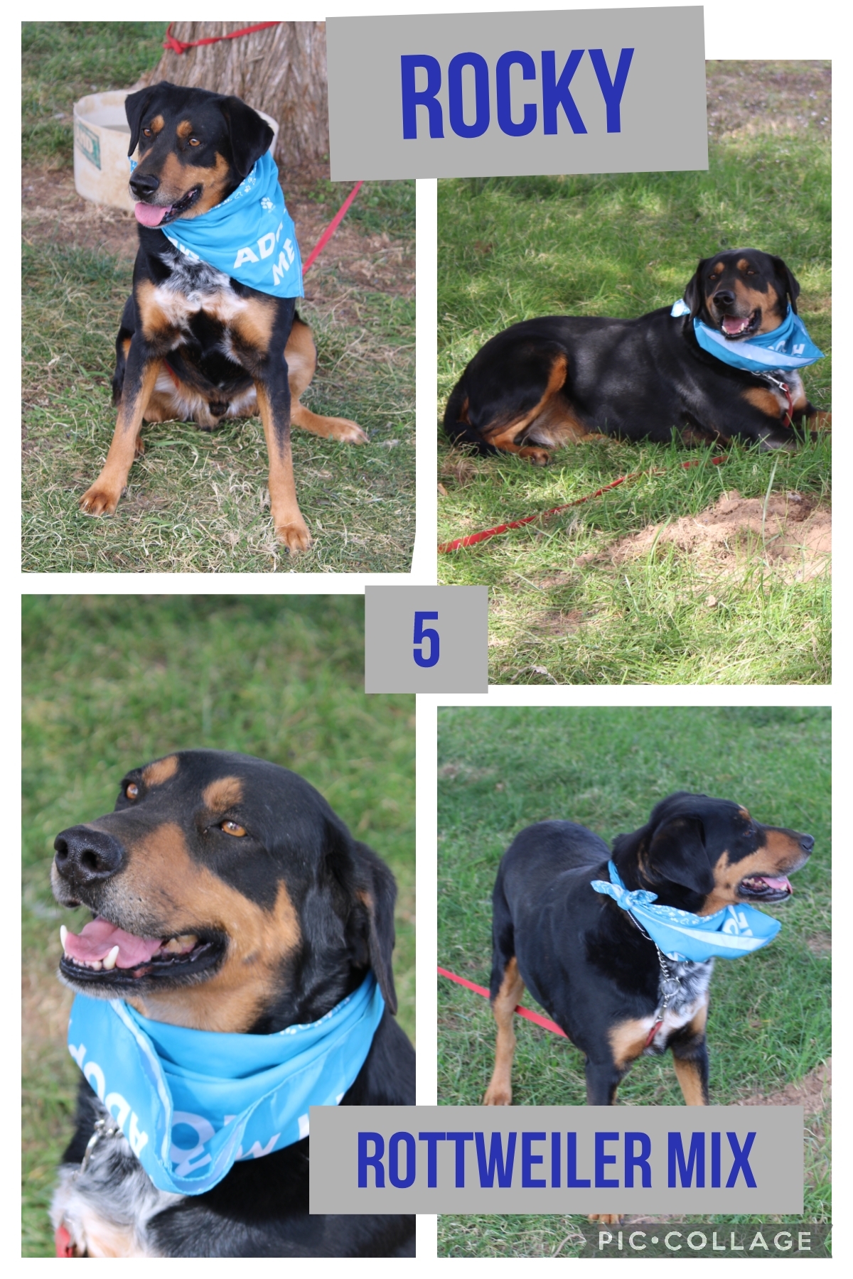 Enlarge Rocky, a Adoptable mixed breed in Ashdown, AR image 1/2