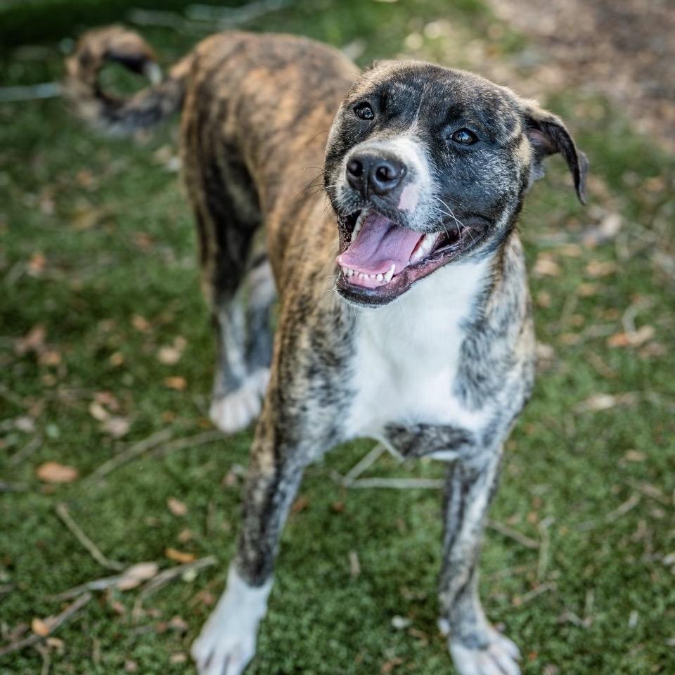 Enlarge Athena, a Adoptable Mixed Breed in Milton, FL image 1/6