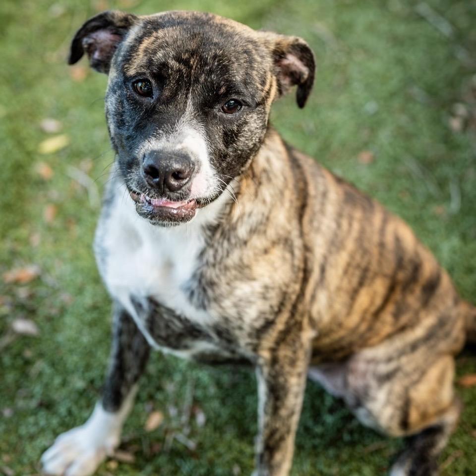 Enlarge Athena, a Adoptable Mixed Breed in Milton, FL image 2/6