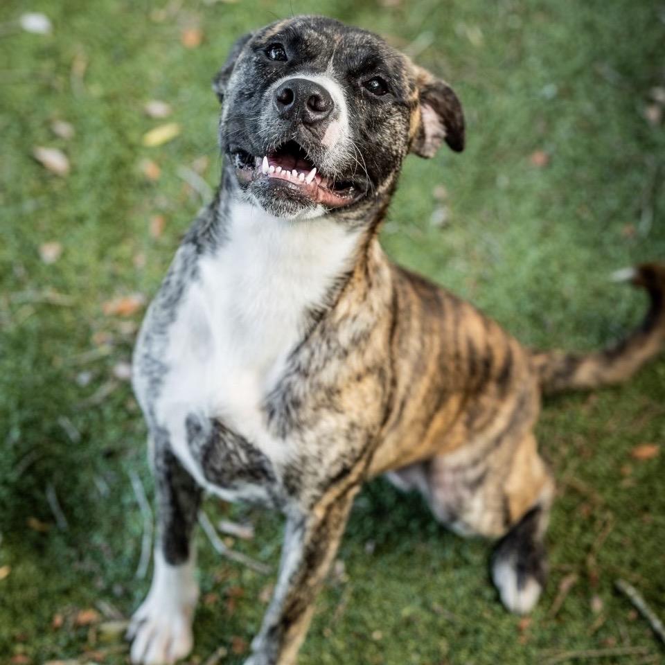 Enlarge Athena, a Adoptable Mixed Breed in Milton, FL image 3/6