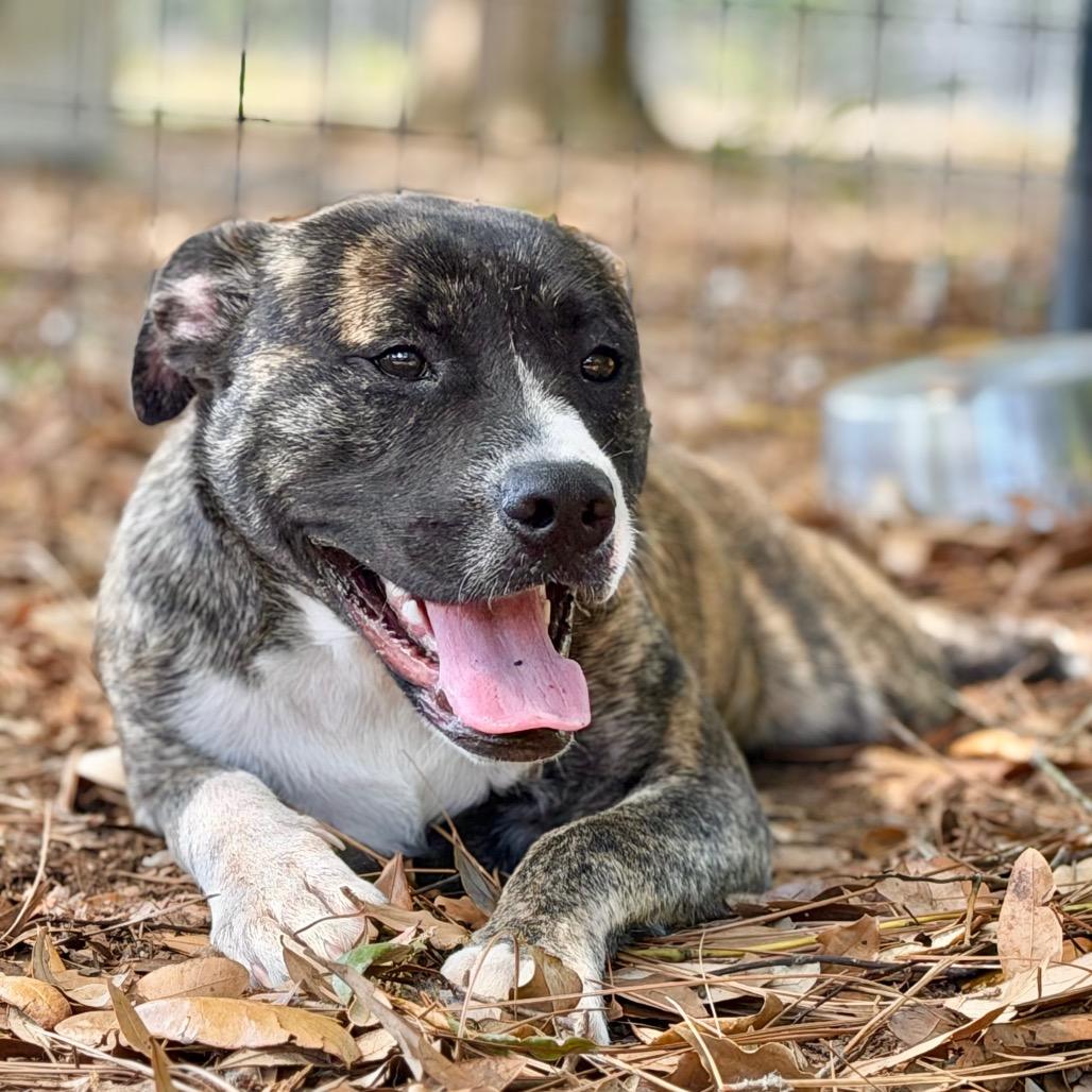 Athena, Adoptable, Young Female Mixed Breed.