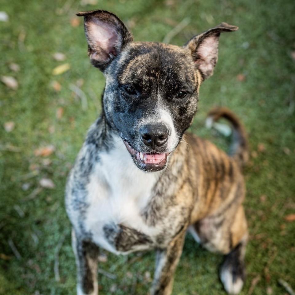 Enlarge Athena, a Adoptable Mixed Breed in Milton, FL image 5/6