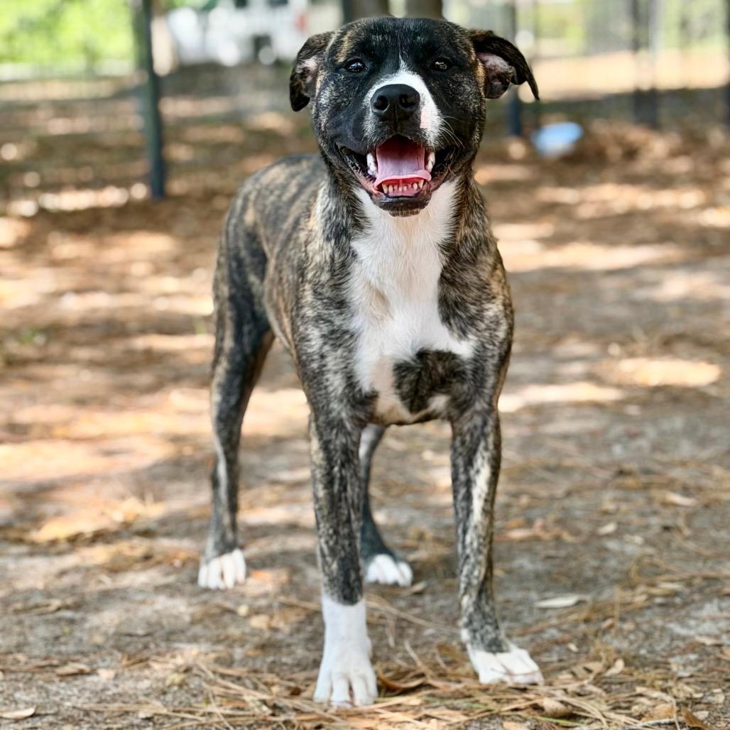 Athena, a Adoptable Mixed Breed in Milton, FL image 2/2