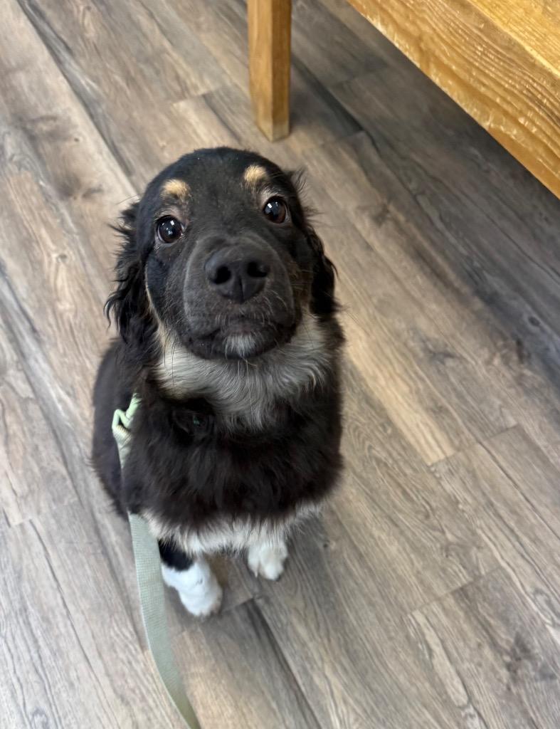 Suko, Adoptable, Puppy Male Australian Shepherd.