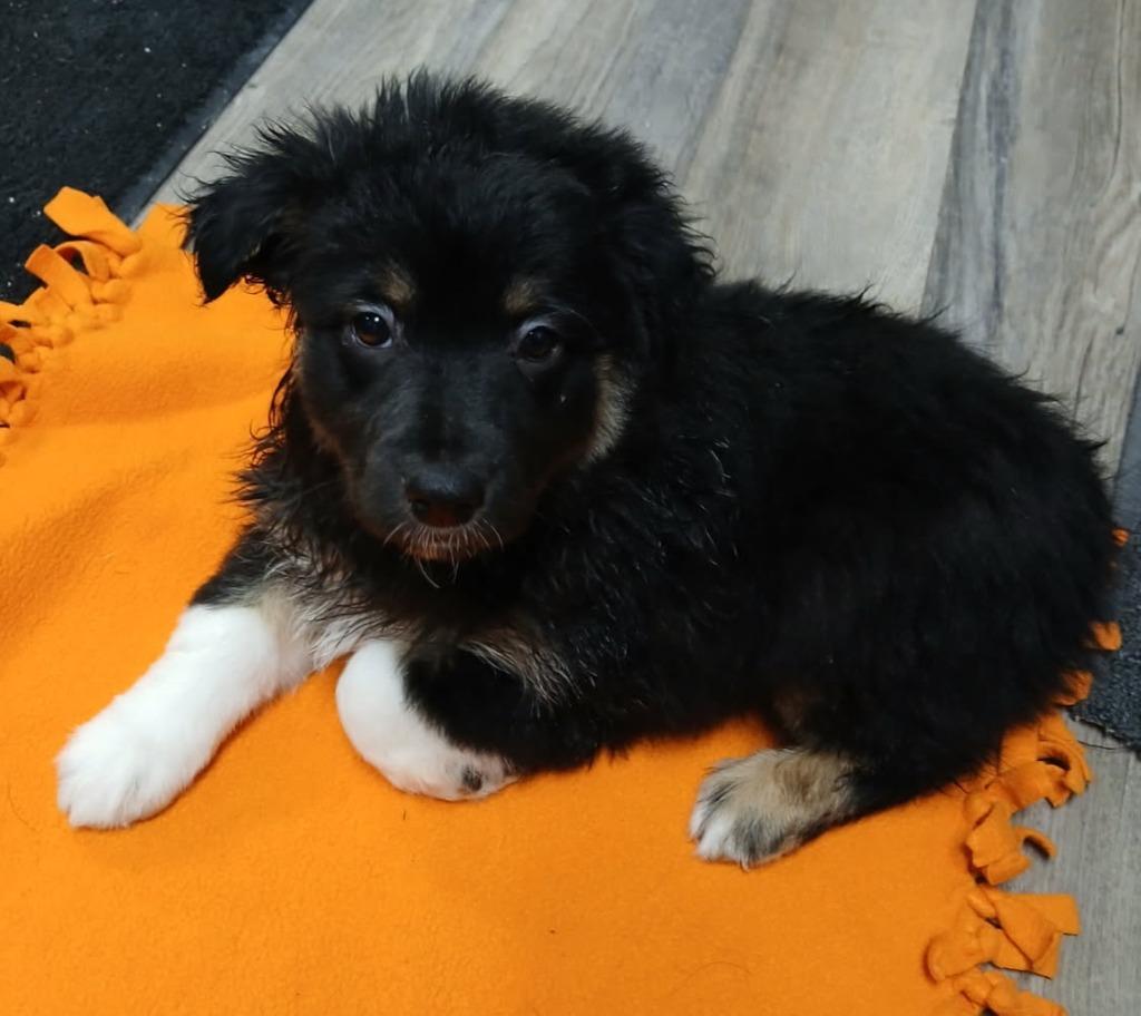 Suko, a Adoptable Australian Shepherd in Lagrange, IN image 2/5