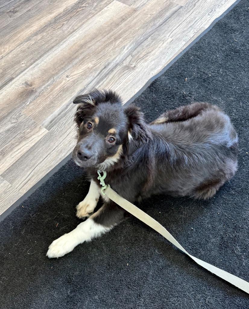 Suko, a Adoptable Australian Shepherd in Lagrange, IN image 3/5