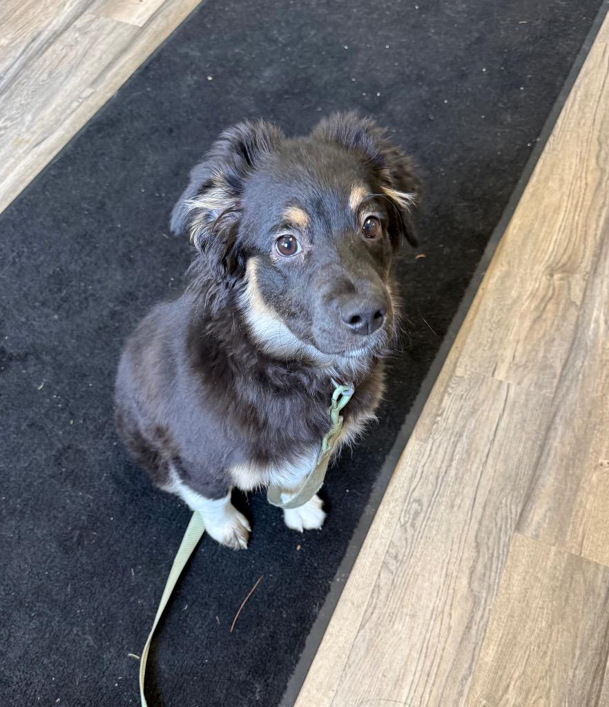 Suko, a Adoptable Australian Shepherd in Lagrange, IN image 4/5