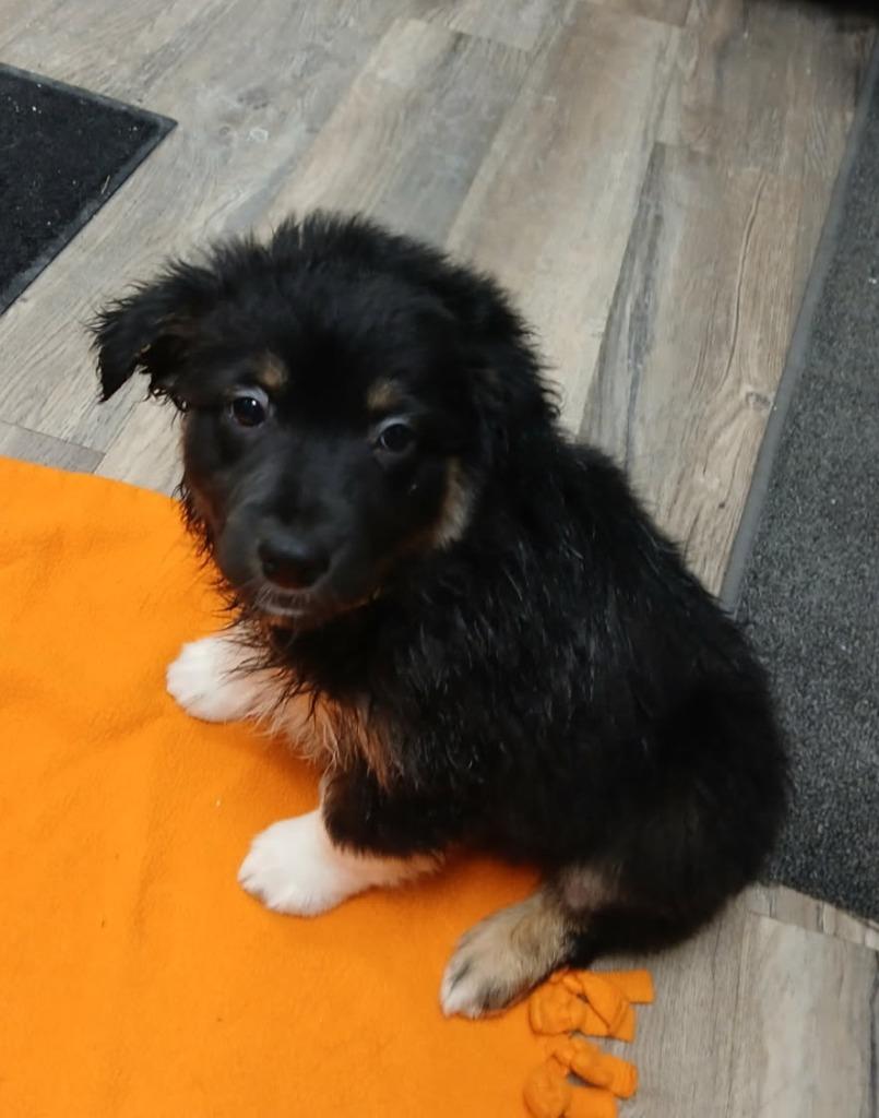 Suko, a Adoptable Australian Shepherd in Lagrange, IN image 5/5