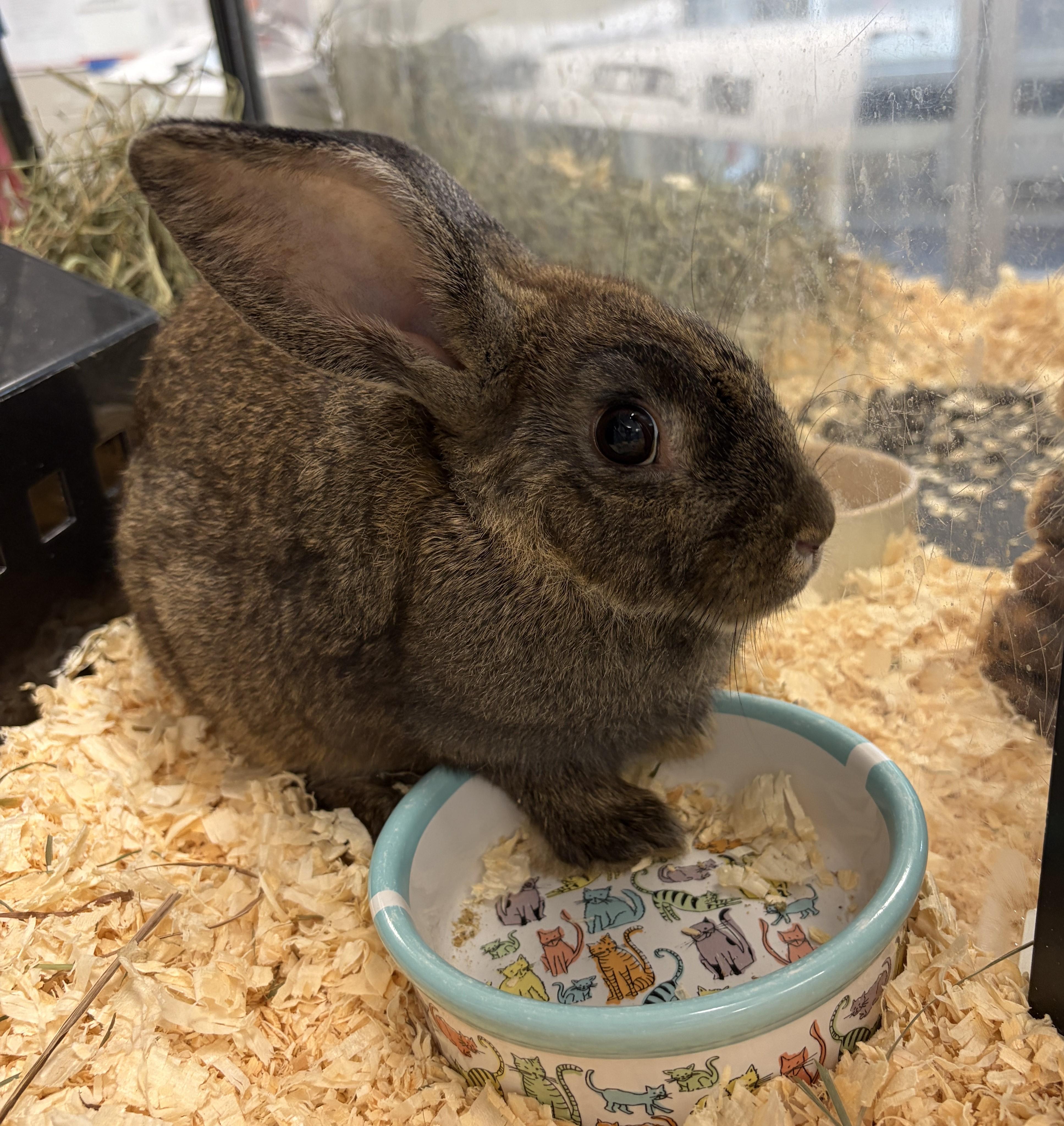 Enlarge Pickles, a Adoptable Bunny Rabbit in Mississauga, ON image 2/2
