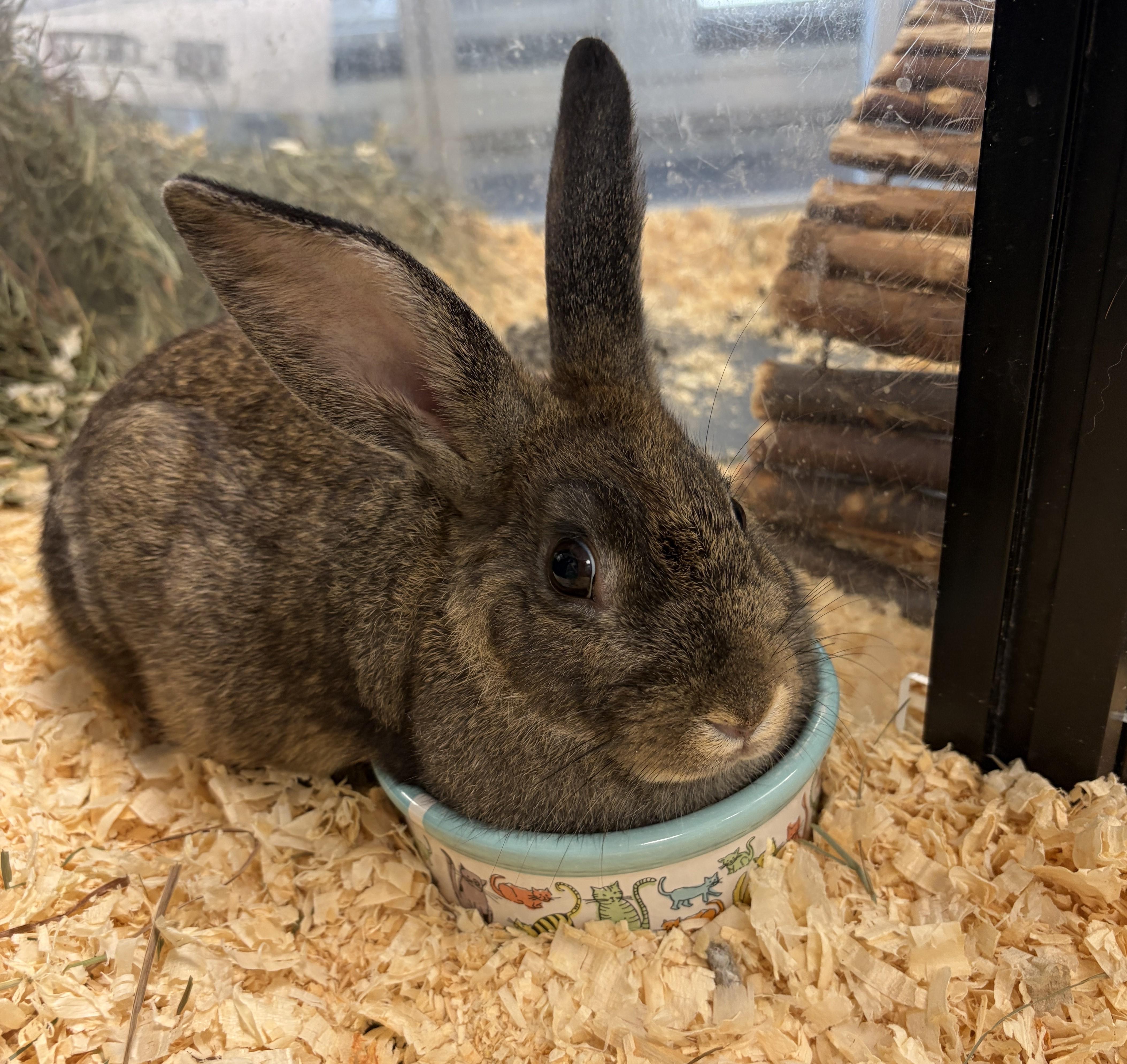 Pickles, Adoptable, Adult Female Bunny Rabbit.
