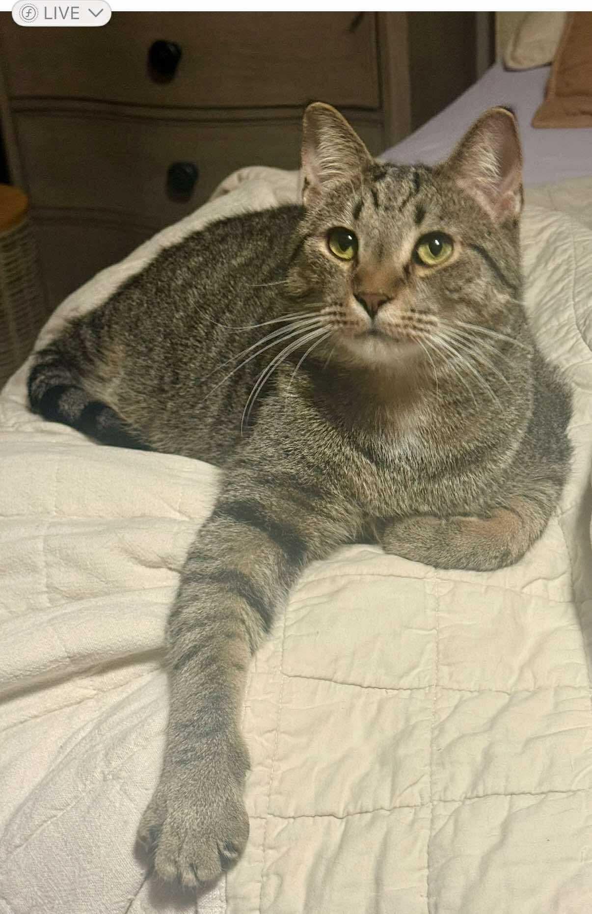 Enlarge Wren, a Adoptable Domestic Short Hair in Madison , WI image 3/3