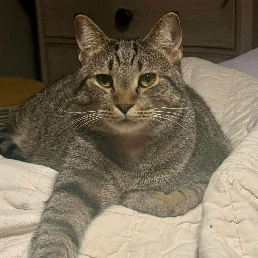 Wren, Adoptable, Adult Male Domestic Short Hair.