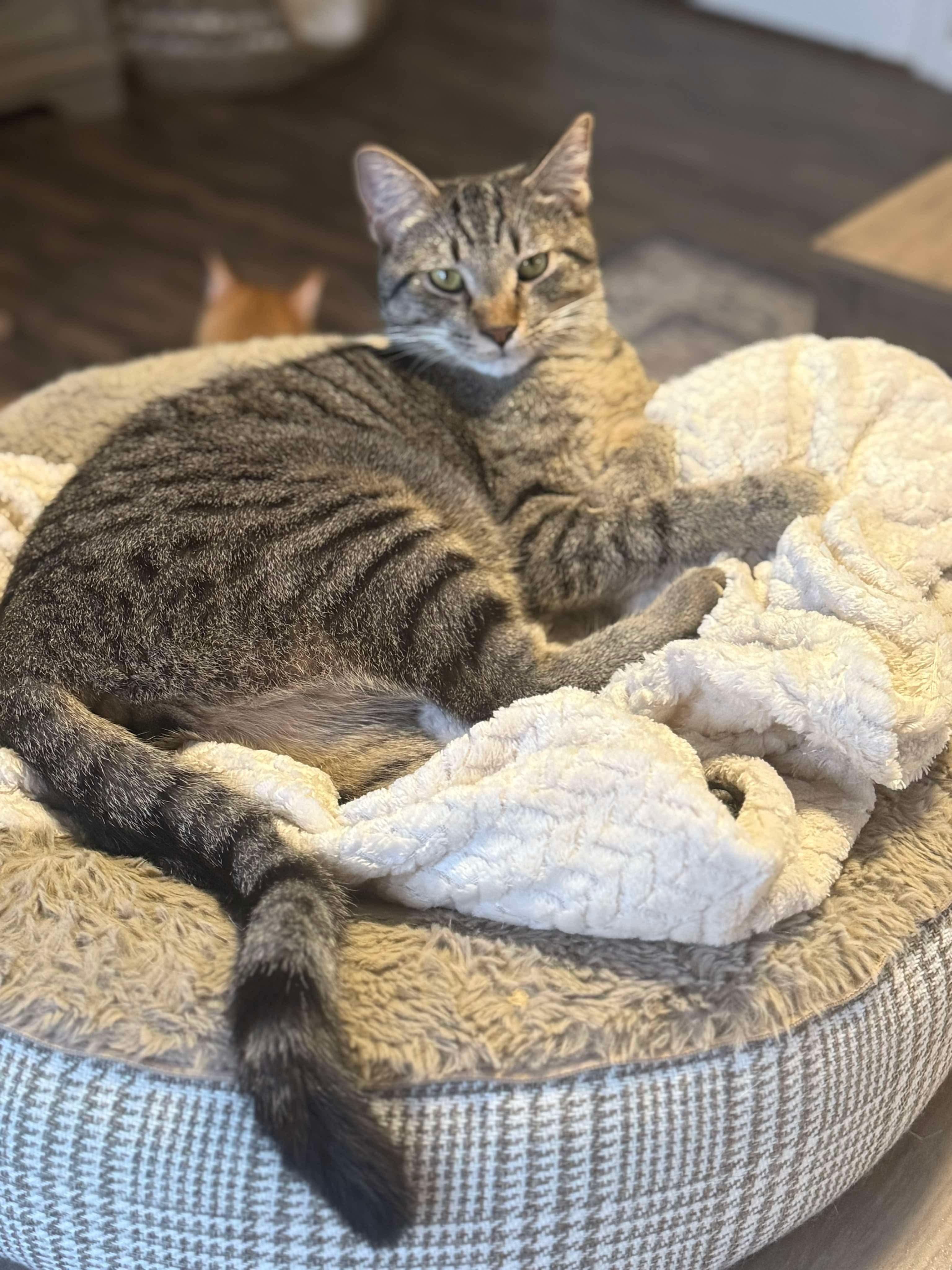 Enlarge Wren, a Adoptable Domestic Short Hair in Madison , WI image 2/3