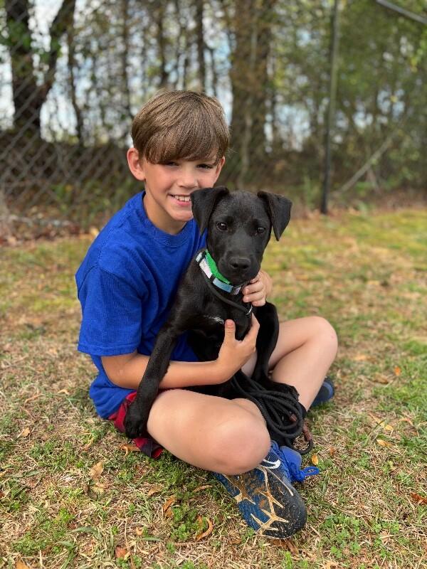 Manila, Adoptable, Puppy Female Labrador Retriever & Boxer.