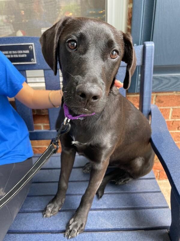 Enlarge Manila, a Adoptable mixed breed in Berkeley Heights, NJ image 2/6