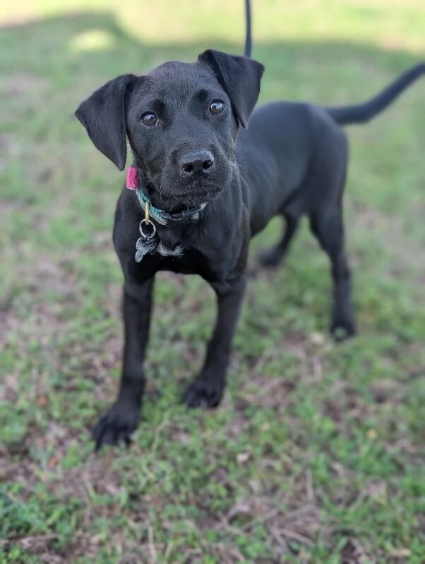 Enlarge Manila, a Adoptable mixed breed in Berkeley Heights, NJ image 2/6