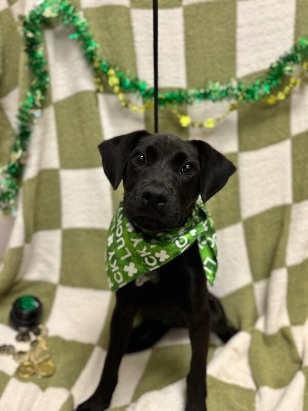 Enlarge Manila, a Adoptable mixed breed in Berkeley Heights, NJ image 3/6
