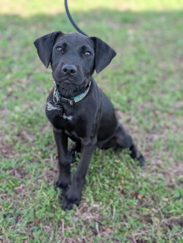 Enlarge Manila, a Adoptable mixed breed in Berkeley Heights, NJ image 4/6