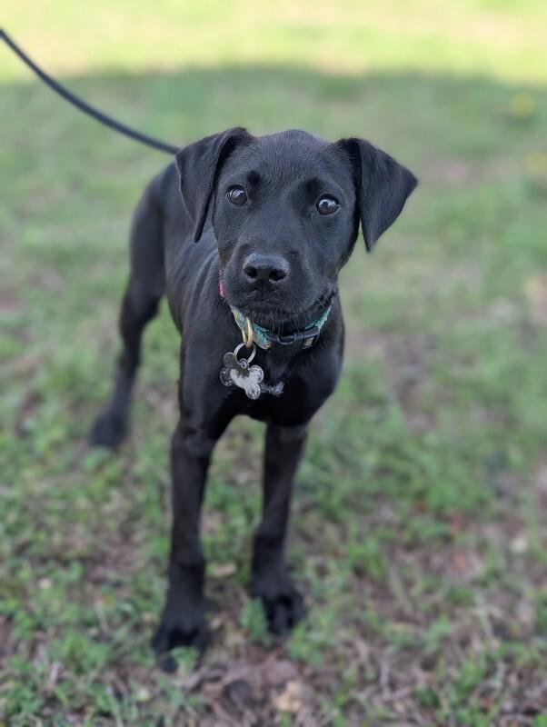 Enlarge Manila, a Adoptable mixed breed in Berkeley Heights, NJ image 5/6